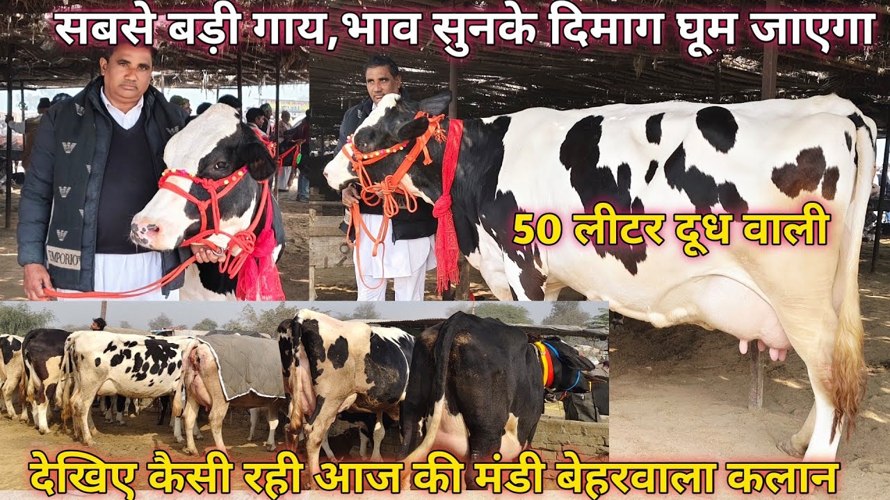 21/01/26 💥बेहरवाला कलान पशु मंडी राजस्थान,hf,जर्सी, साहिवाल,cross ब्रीड गाय #cow #dairyfarm #viral 