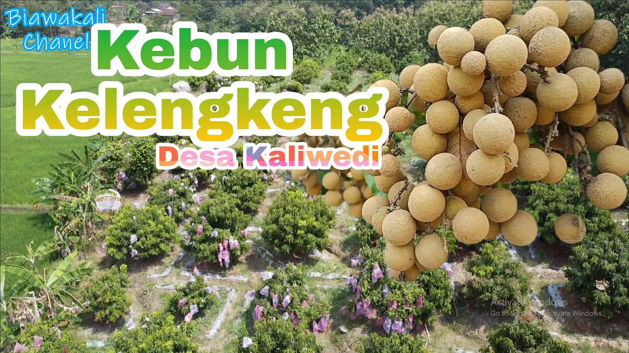 Wisata Kebun Kelengkeng Desa Kaliwedi,Kec.Gondang,Kab.Sragen