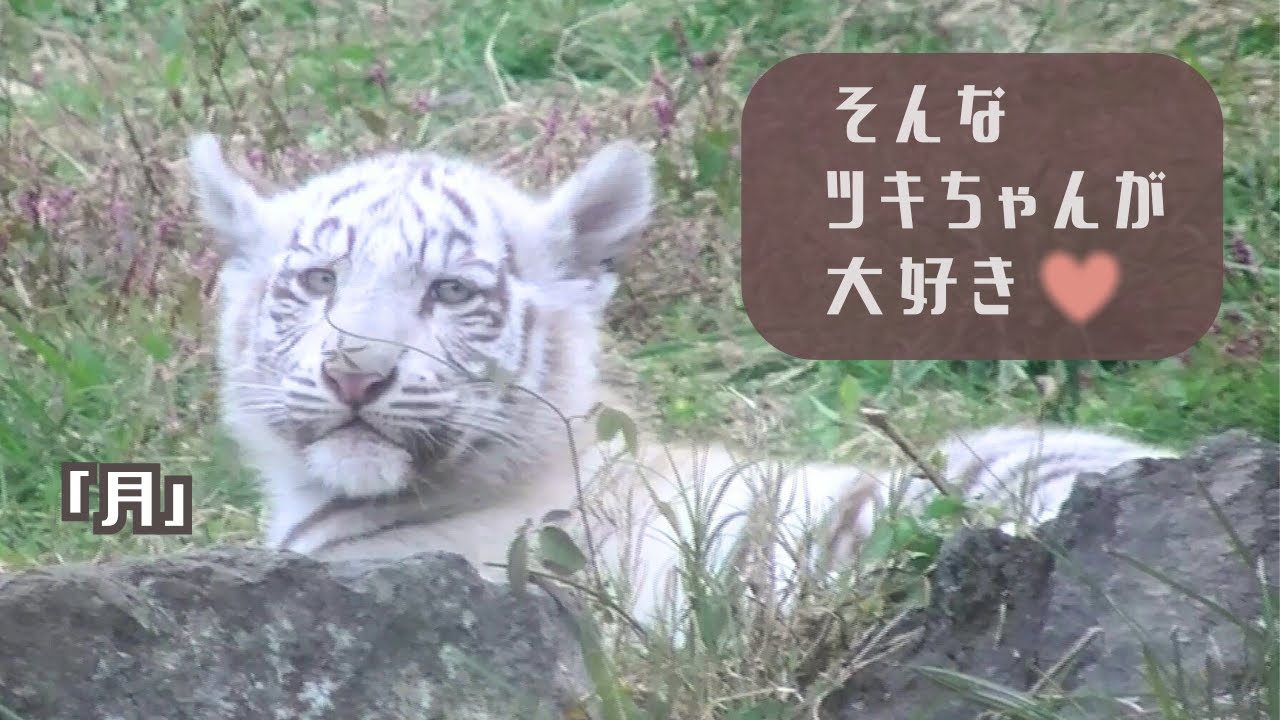 【そんなツキちゃんが大好き】伊豆アニマルキングダム ホワイトタイガー「月」