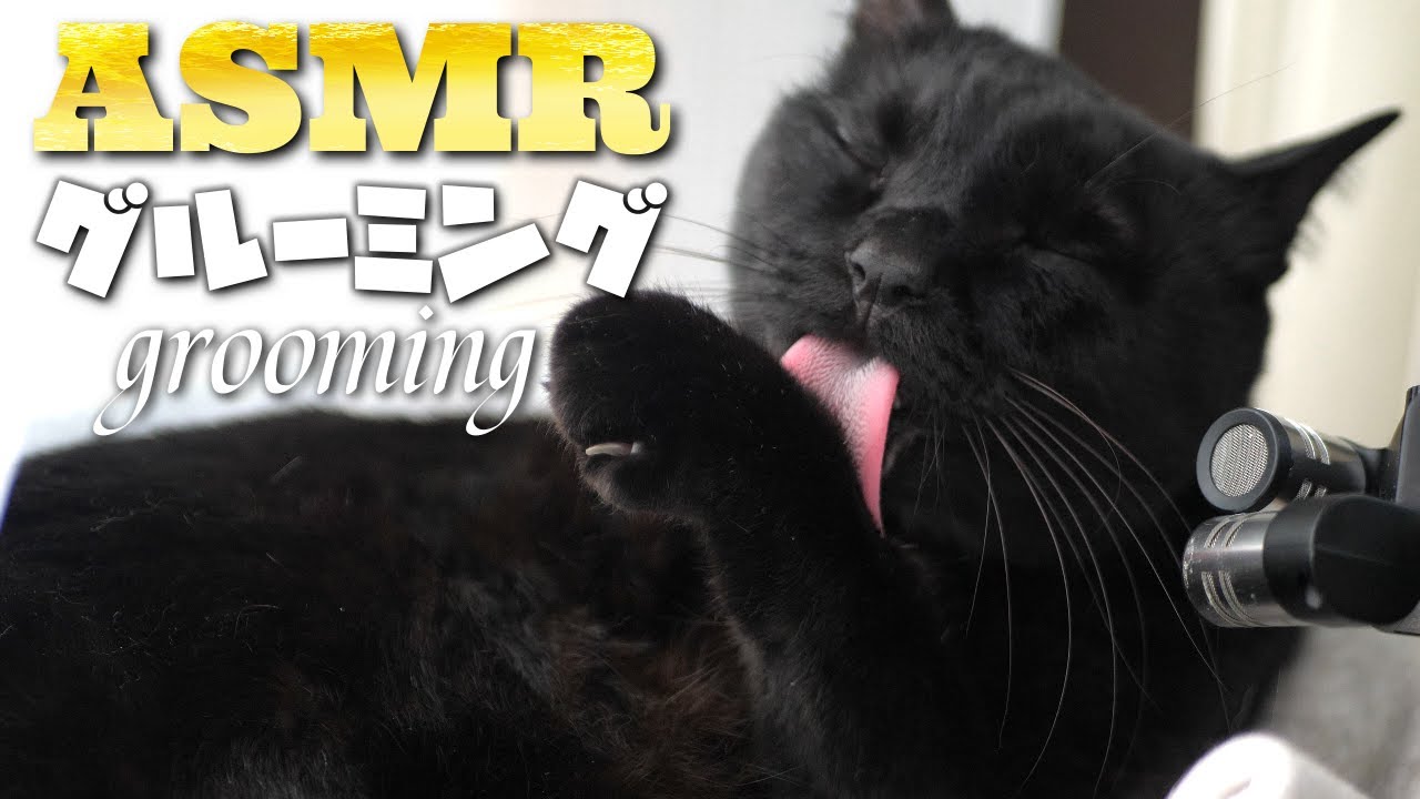 【ASMR】Звук для груминга кошек🐈‍⬛🐈👅🎧