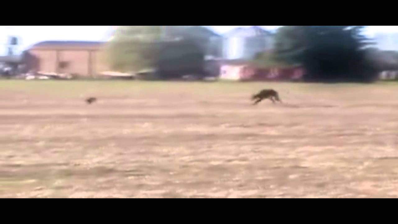TOP5 Galgos Argentinos [corriendo solos] by GalguerosLoberia TV