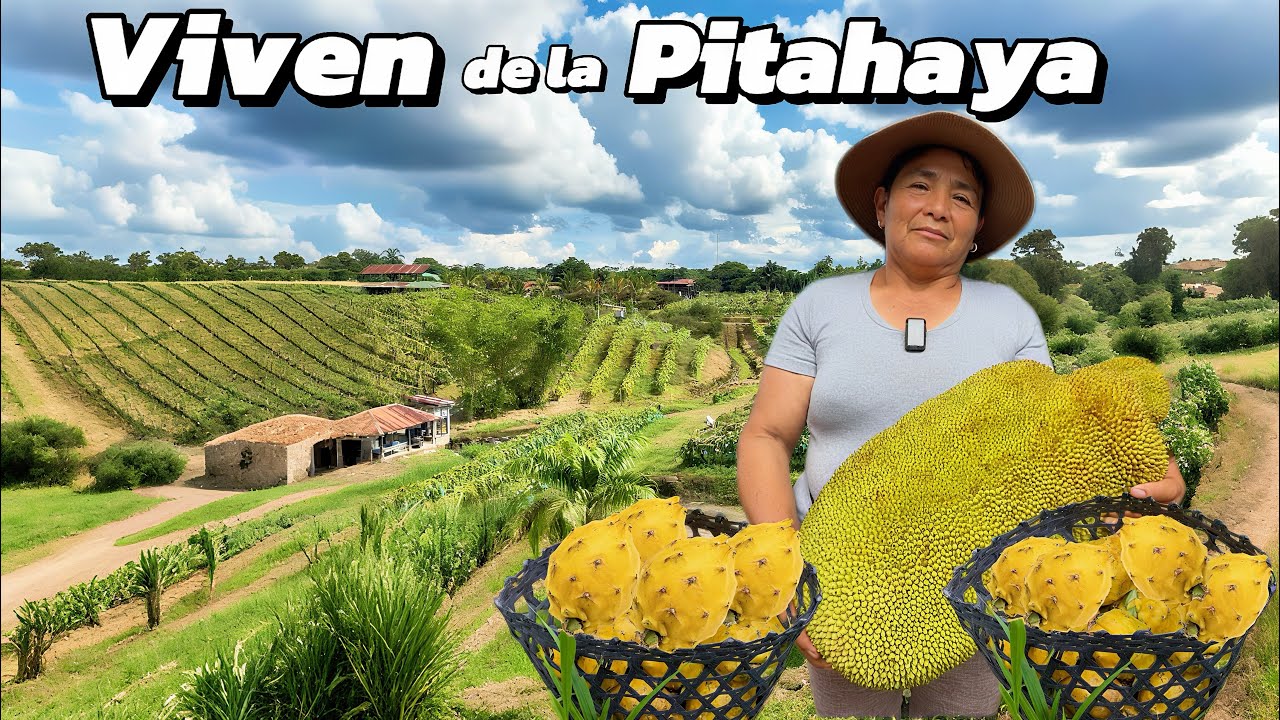 Ellos VIVEN de una fruta EXÓTICA en la Amazonia  todos la cultivan 