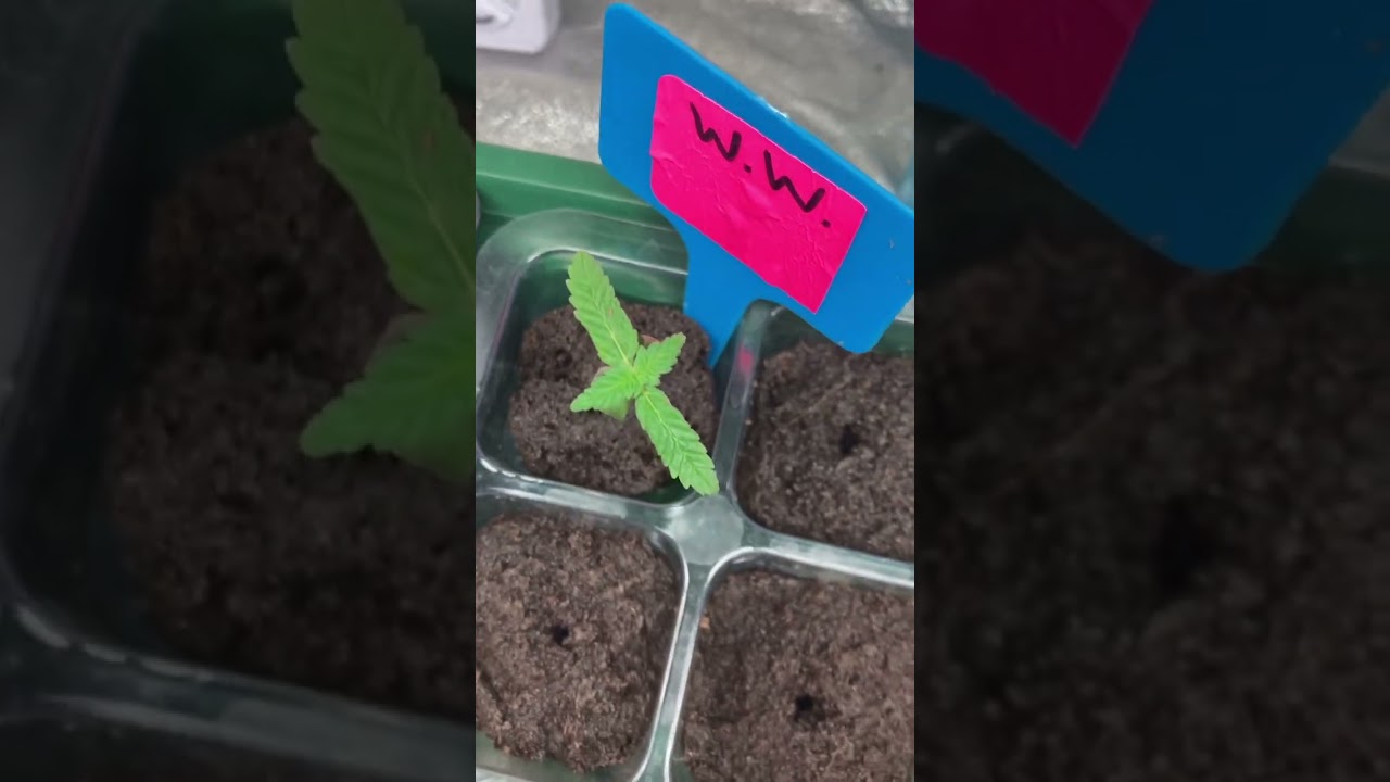 Closet grow diaries: seedling day (7)🪴🌱