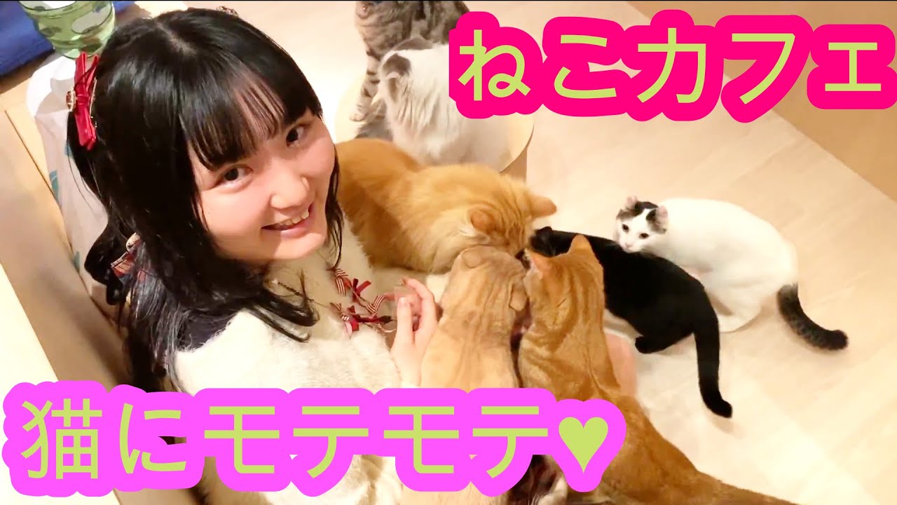 【癒し】猫カフェで猫にモテモテ♥「モフアニマルカフェ」名古屋PARCO-パルコ-店に行ってみた♪ぽっちゃり系女子・桃奈りさこ(Japanese・cat・cafe・nagoya)