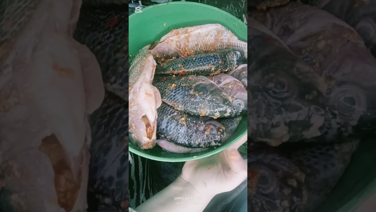 اكله سمك مع الحبايب 🫂♥️