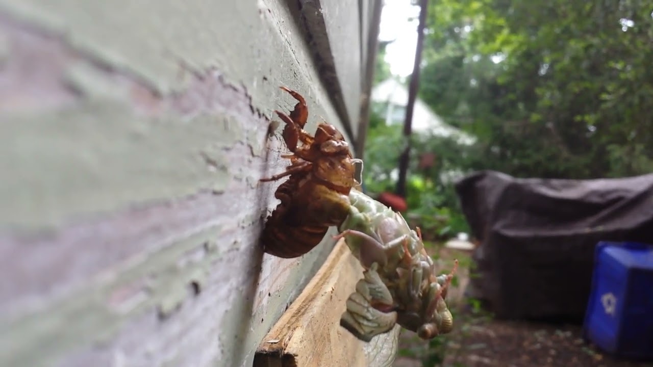Locust Part 4