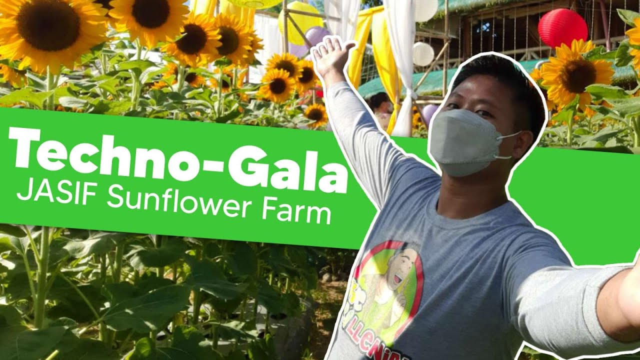 Techno-Gala: JASIF Sunflower Farm (San Pablo, Laguna) | The Agrillenial