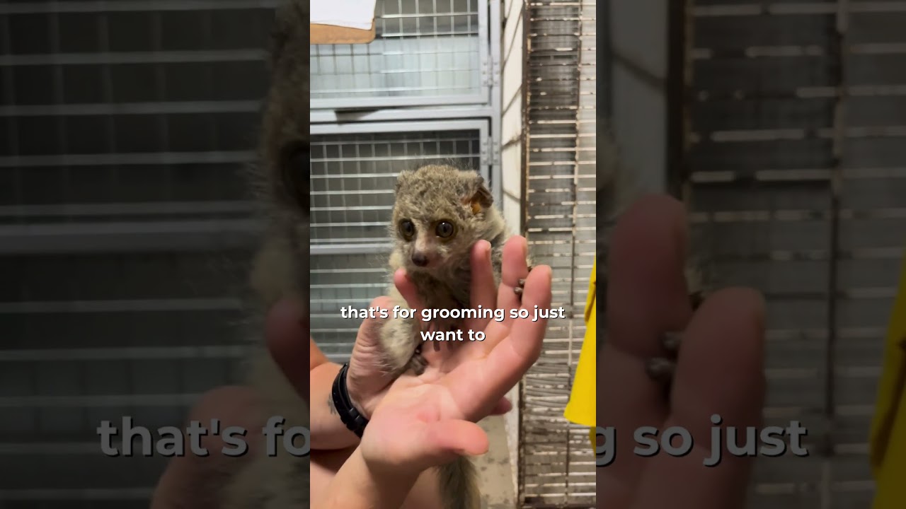 Update on Greater Bush Baby