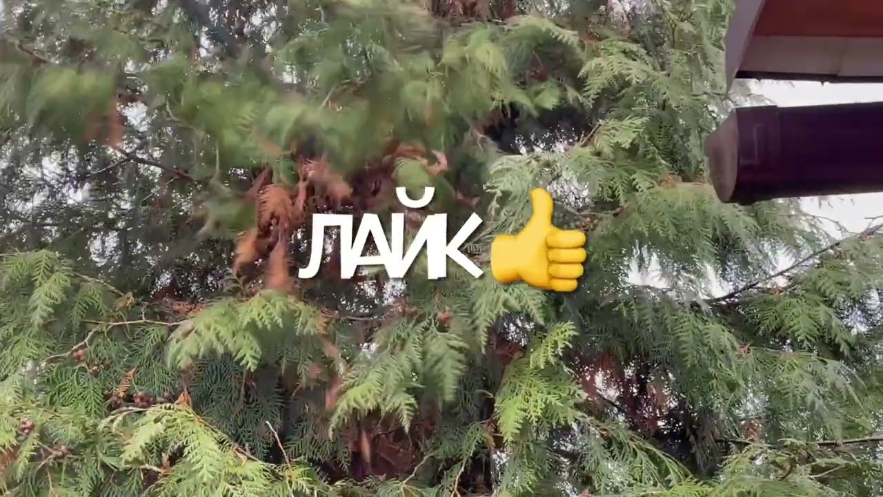 СТРИЖКА 6 метрової ТУЇ ПІД ЯЛИНКУ ДО СВЯТ !!!