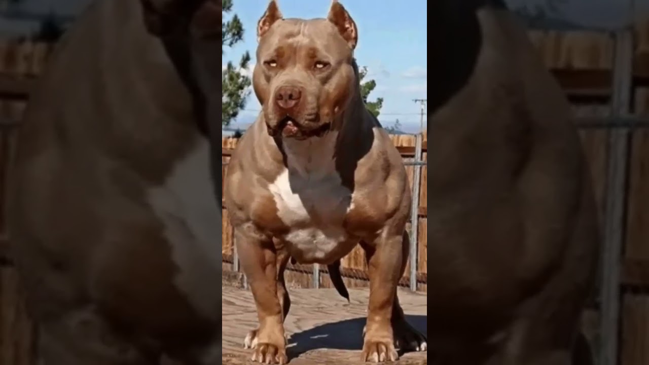пидбул🥰🤩