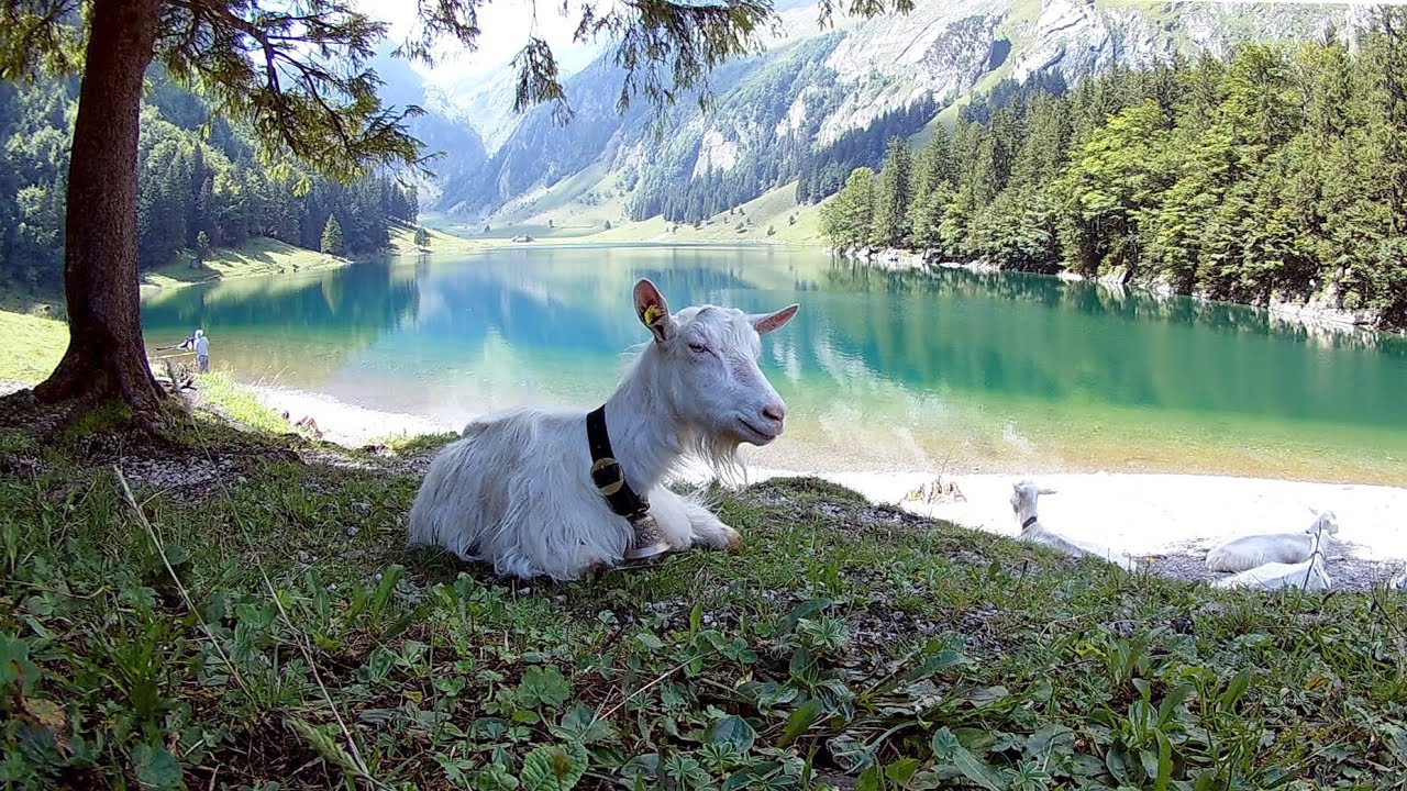 Apnoetauchen Seealpsee 14. August 2017