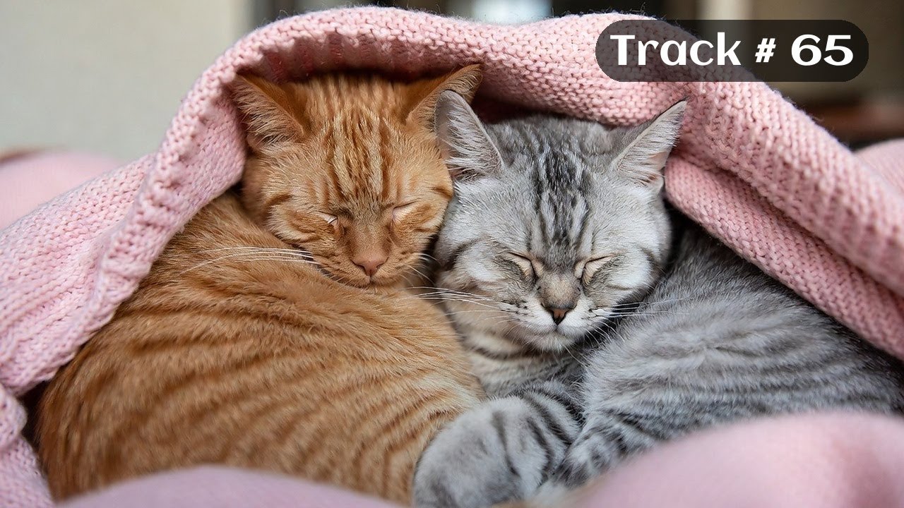 [Sleepy Cats Piano #65] Peaceful Piano with Adorable Cats