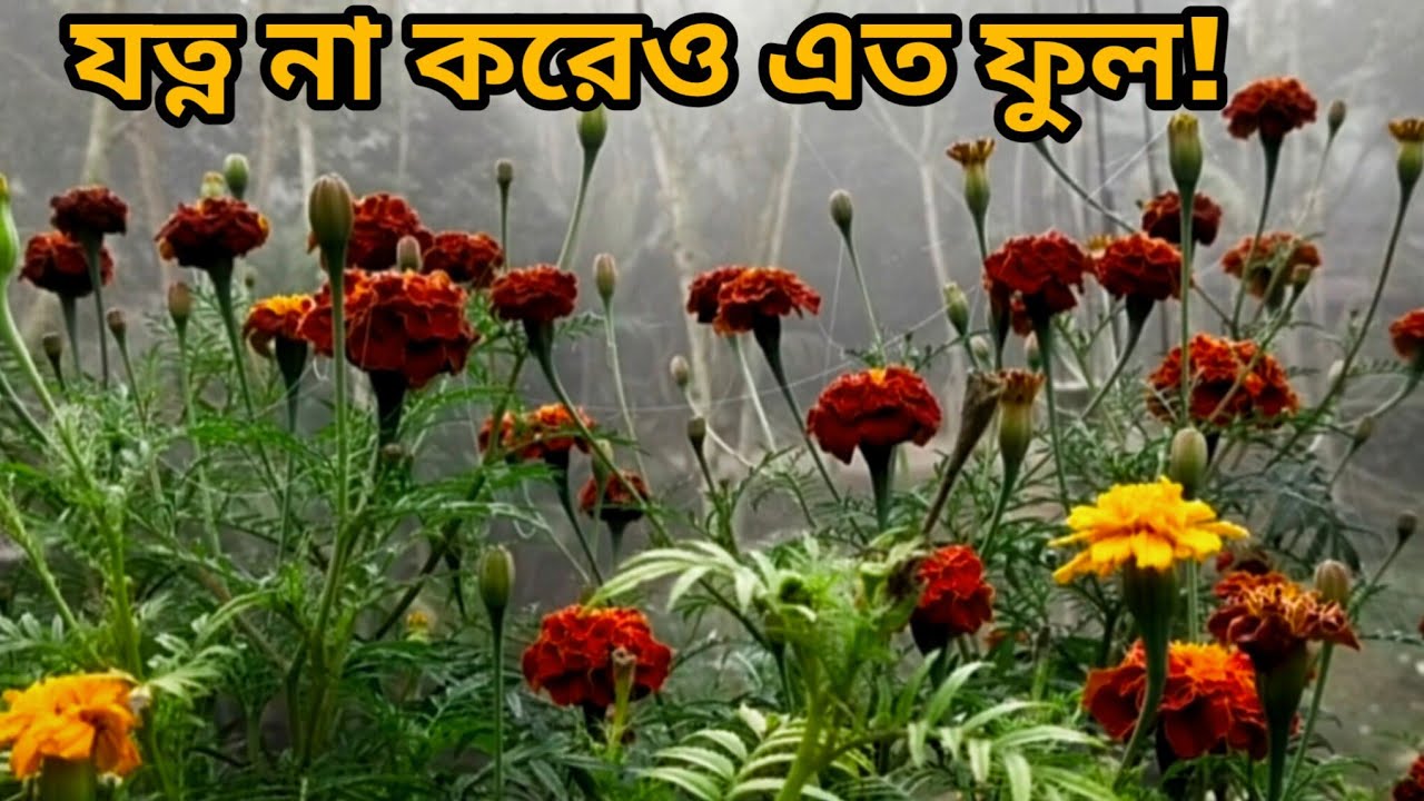 কিছুই করিনি… তবুও এতো ফুল! 😲🌼 | Red Marigold Flower Update | Garden Surprise