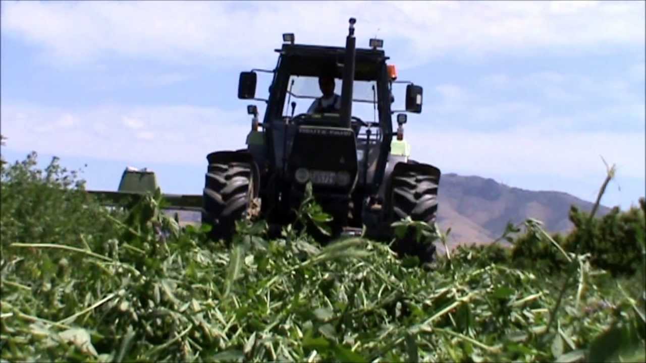 ΑΓΡΟΚΤΗΜΑ ΚΑΡΑΝΤΖΟΥ 4 (Α' ΜΕΡΟΣ ΚΟΠΗ ΤΡΙΦΥΛΛΙΟΥ ΓΙΑ ΤΗ ΦΑΡΜΑ ΒΛΑΧΑΒΑ)