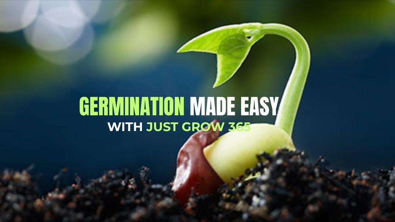How to Germinate Cannabis Seeds FAST (No Fail Method) 🌱💨 | Just Grow 365