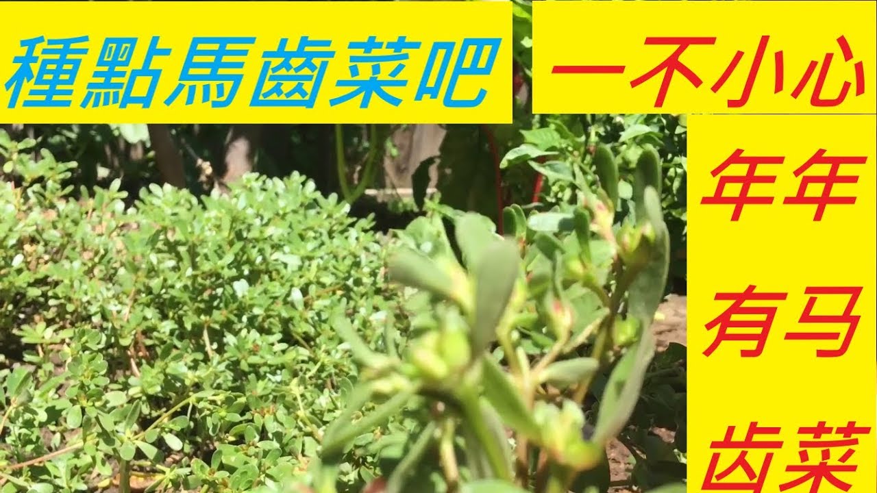 長野草的地方不如種馬齒菜，种点马齿菜，年年有马齿菜吃 -- IT IS THE EASIEST TO GROW PURSLANE.