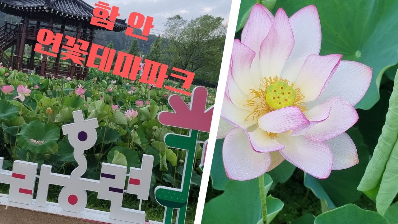 함안 연꽃테마파크