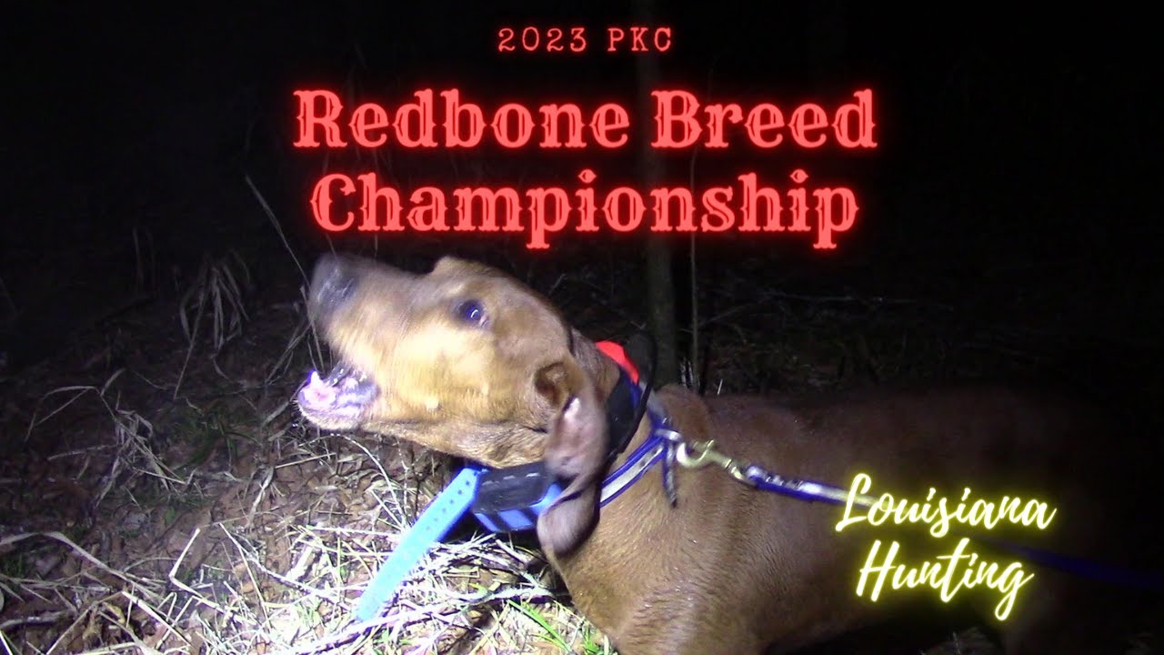 Чемпионат породы PKC Redbone 2023 года #louisianahunting #coonhunting #redbone