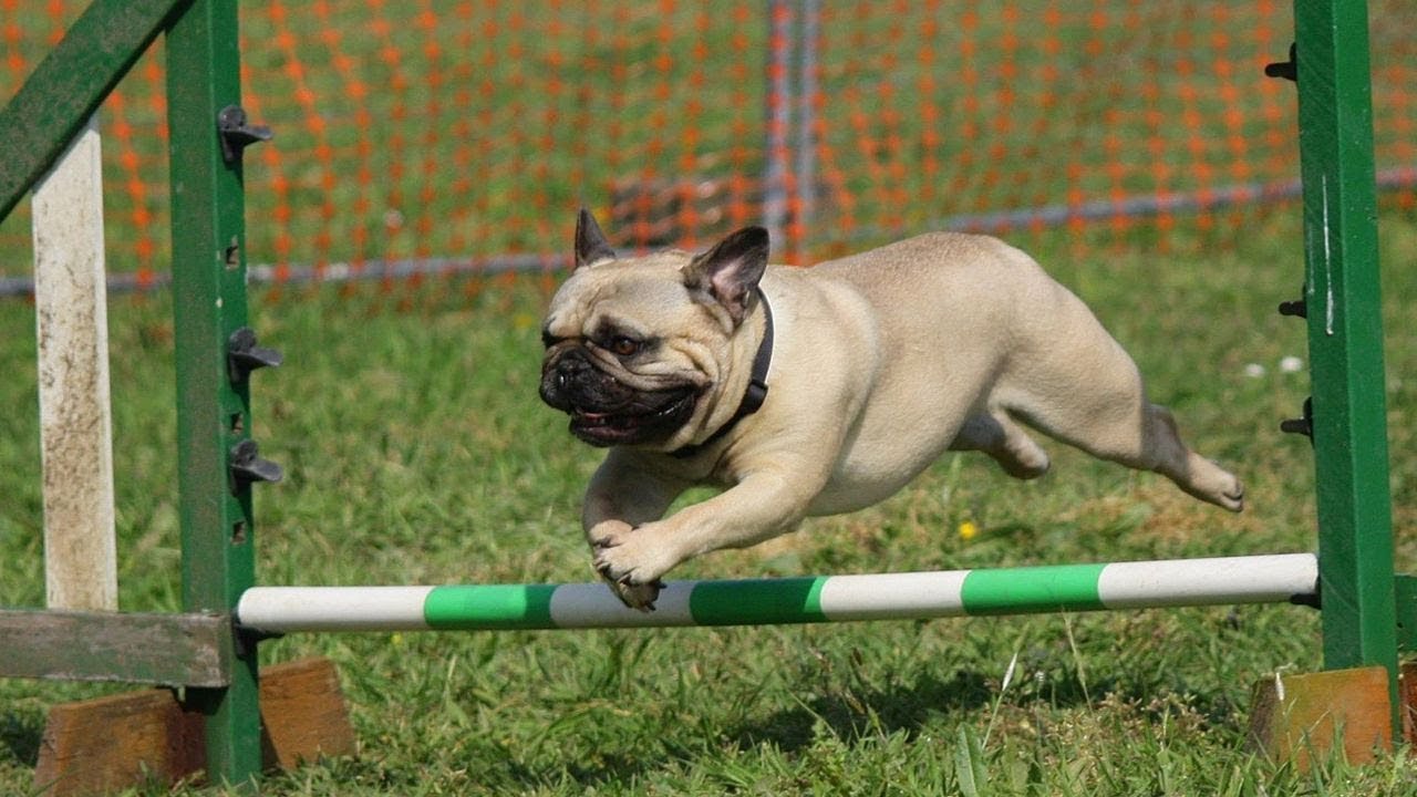 Finding Keywords in the Dog Training Niche