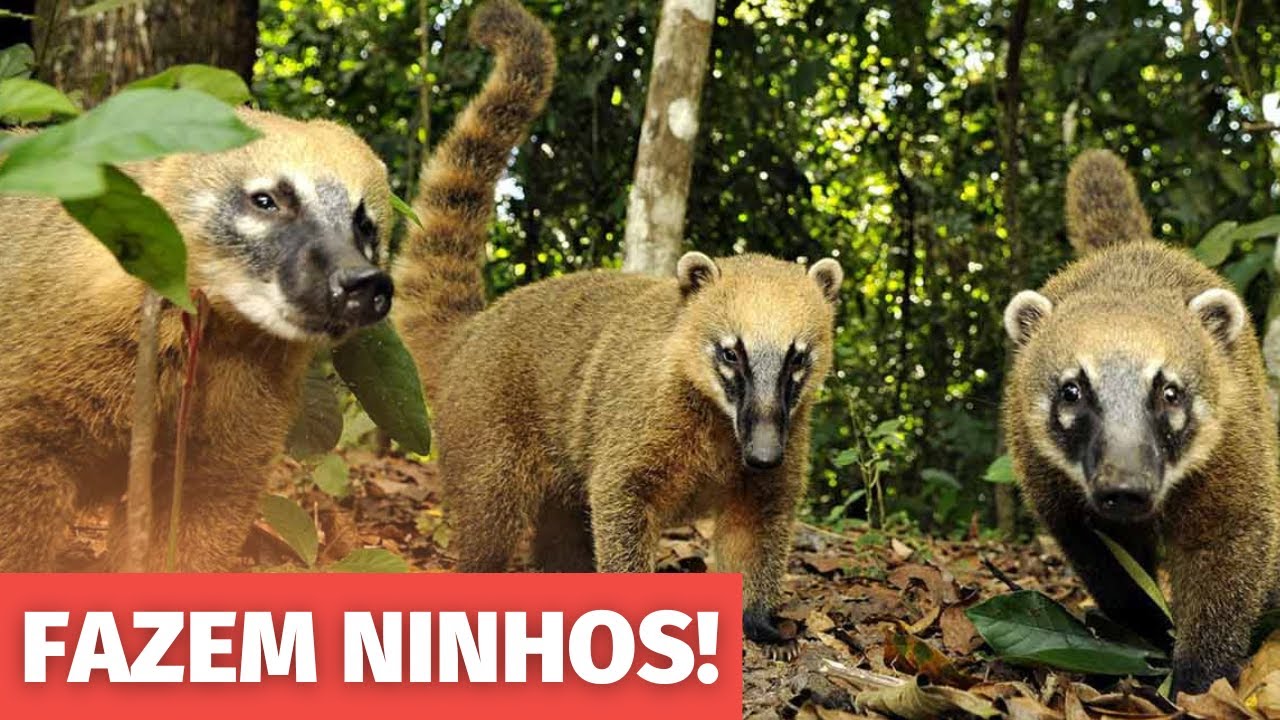 QUATIS - OS MAM&Iacute;FEROS QUE FAZEM NINHOS
