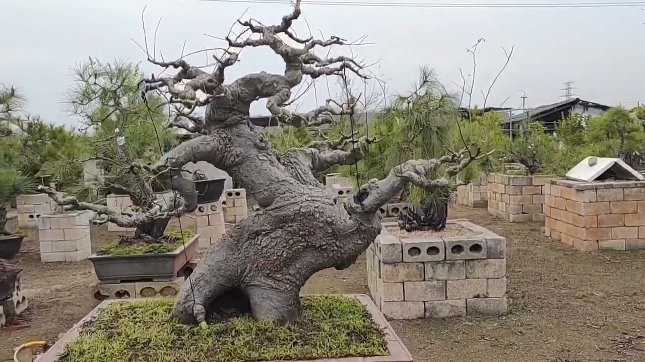 Sếu Trung Quốc thật công phu