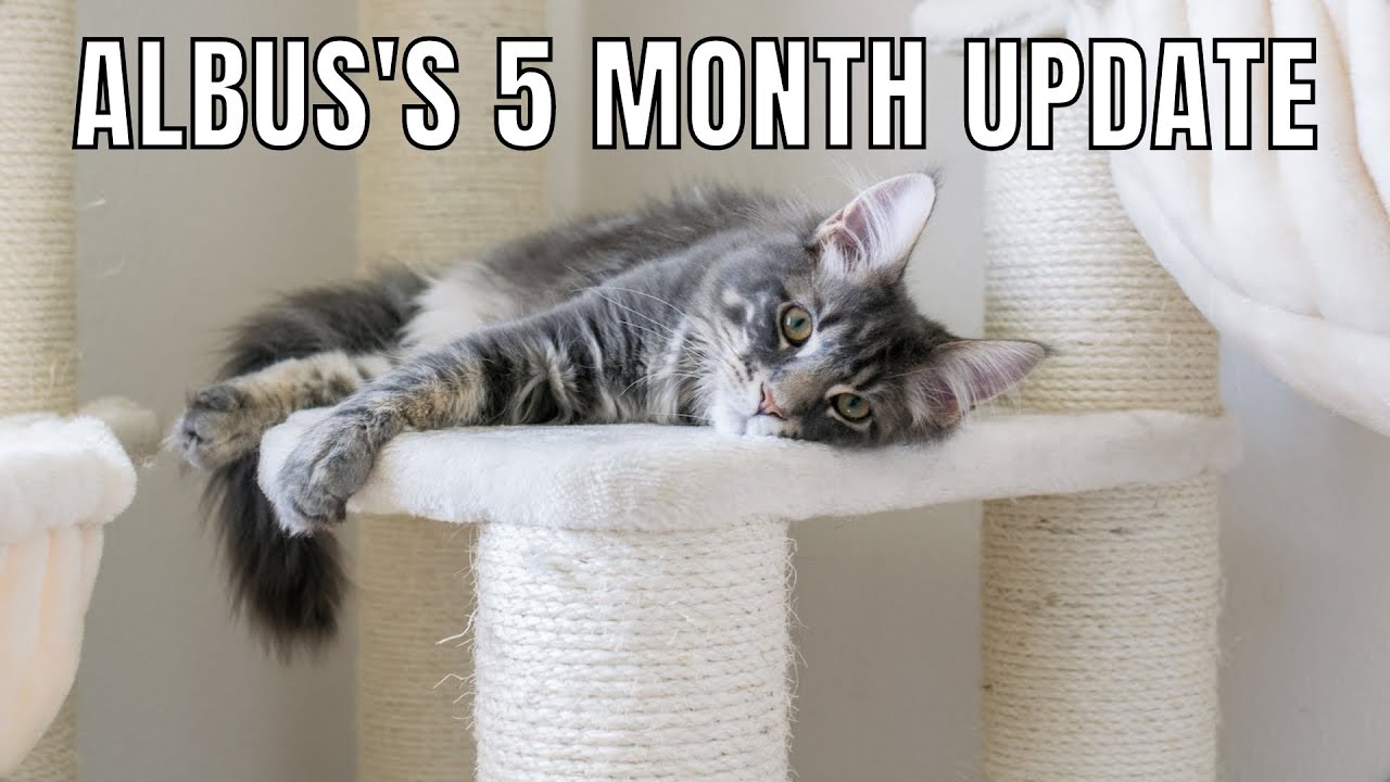Maine Coon Albus's 5 Month Update