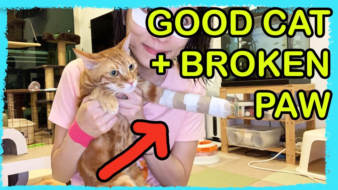 Easy Cat Splint Leg Bandage Wrapping