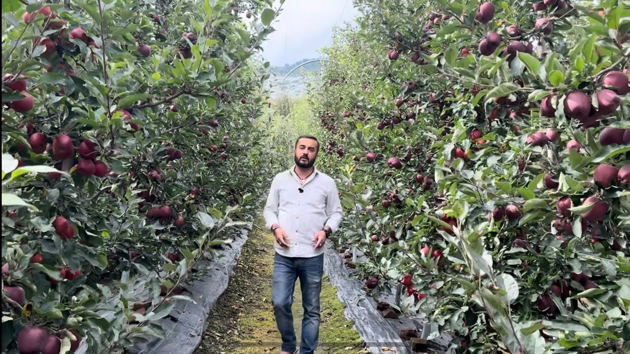 Detailed Information on HDP Apple Orchard by Avnish Chauhan