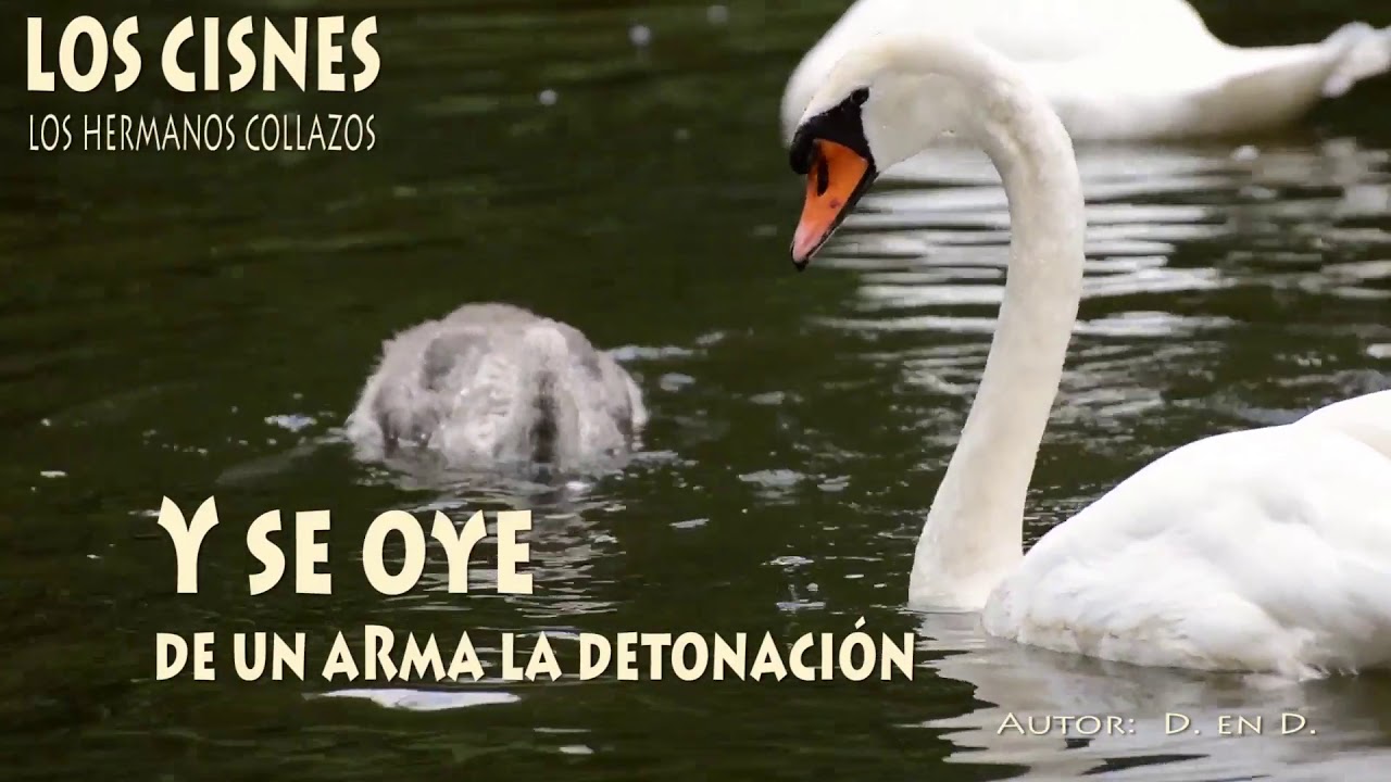 Los cisnes - Los Hermanos Collazos (Letra)