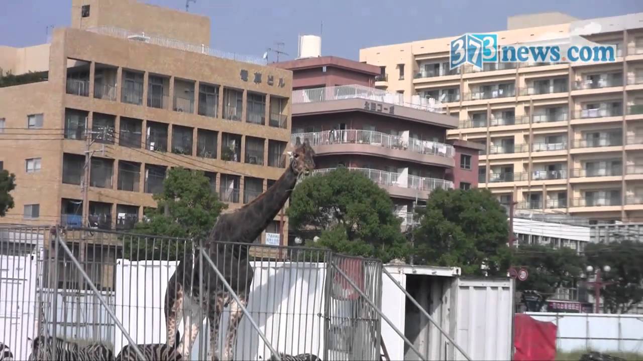 木下大サーカスの動物たち到着 2010年11月12日