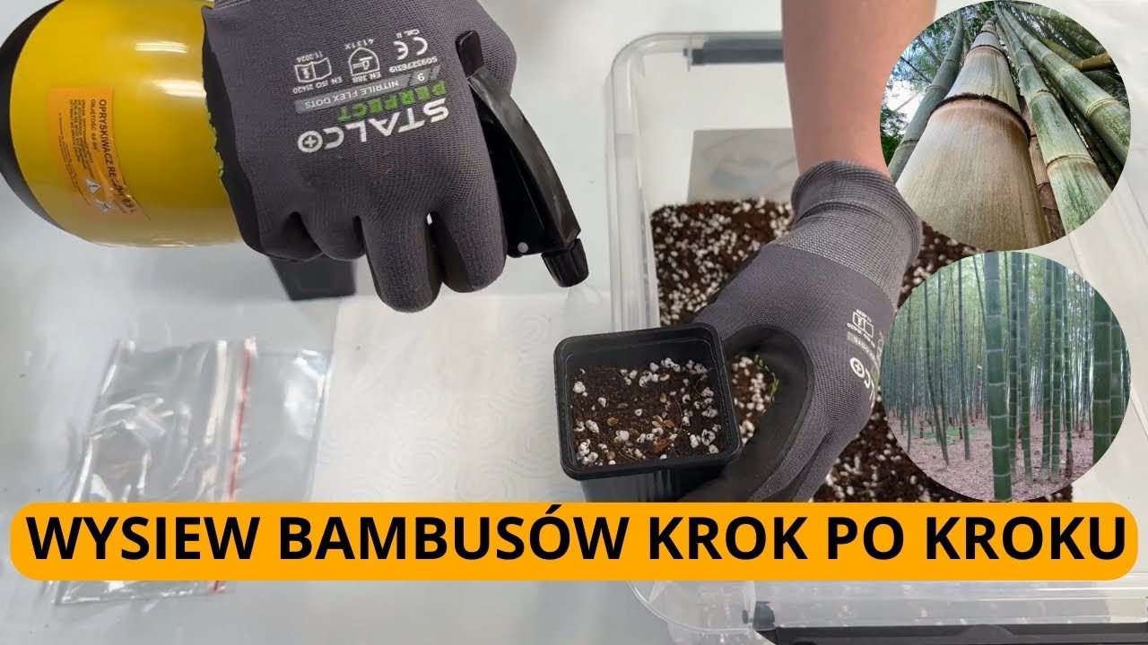 Poradnik jak wysiewać nasiona bambus&oacute;w - 2 sprawdzone sposoby, krok po kroku