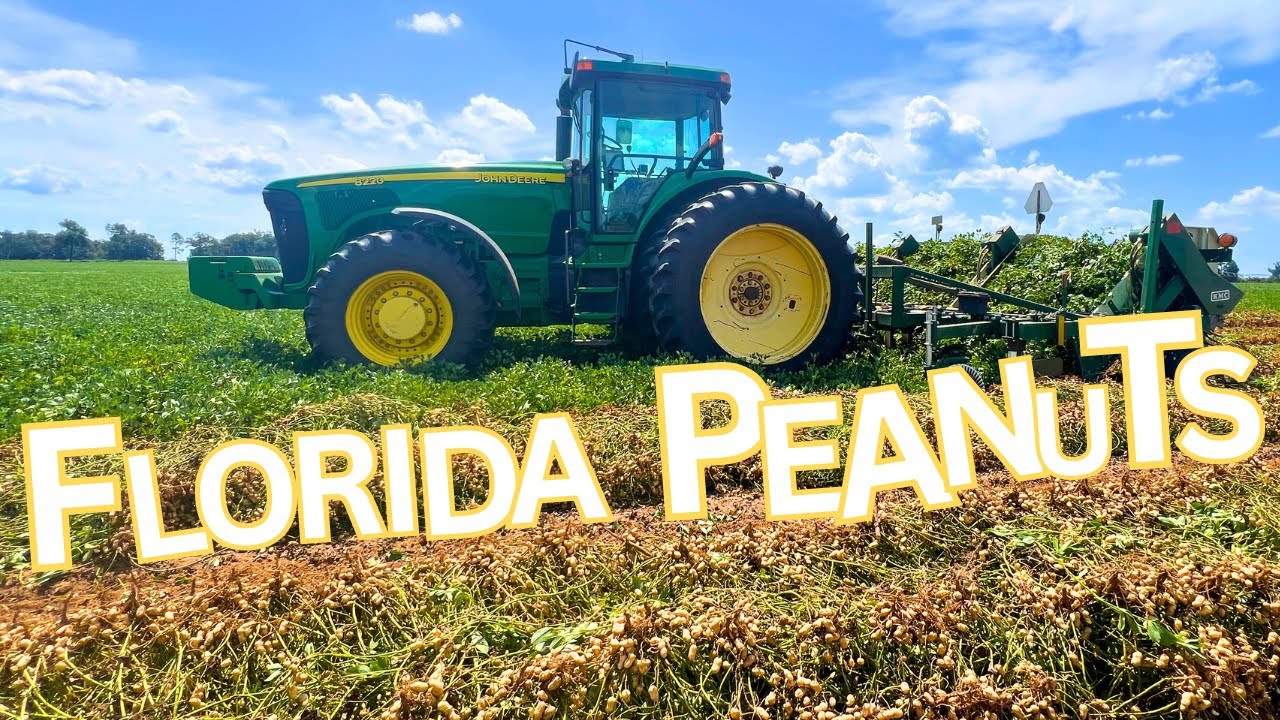 Peanut Harvest (Step 1)