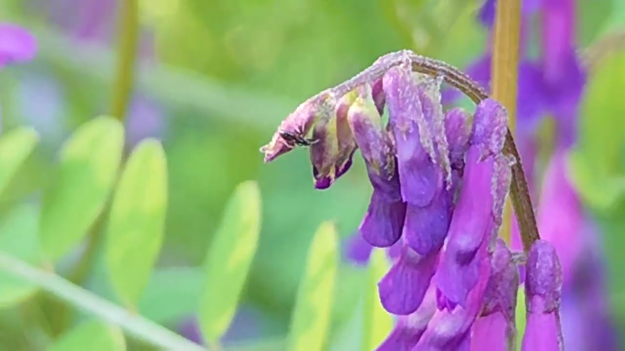 &Tau;&omicron; &phi;&upsilon;&tau;ό &alpha;&gamma;&rho;&iota;ό&beta;&iota;&kappa;&omicron;&sigmaf; / The plant Hairy Vetch or Vicia Villosa