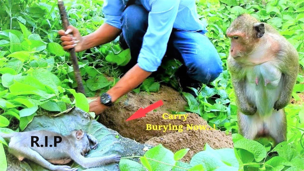 Look Very Sad To See Mother Mekala Still Looking And Finding Baby Camry That Was Buried