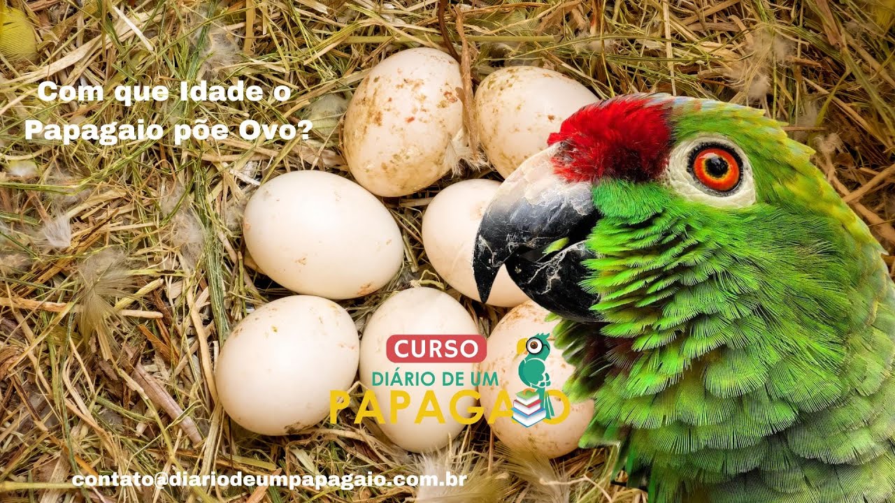 Que idade o papagaio coloca ovo?