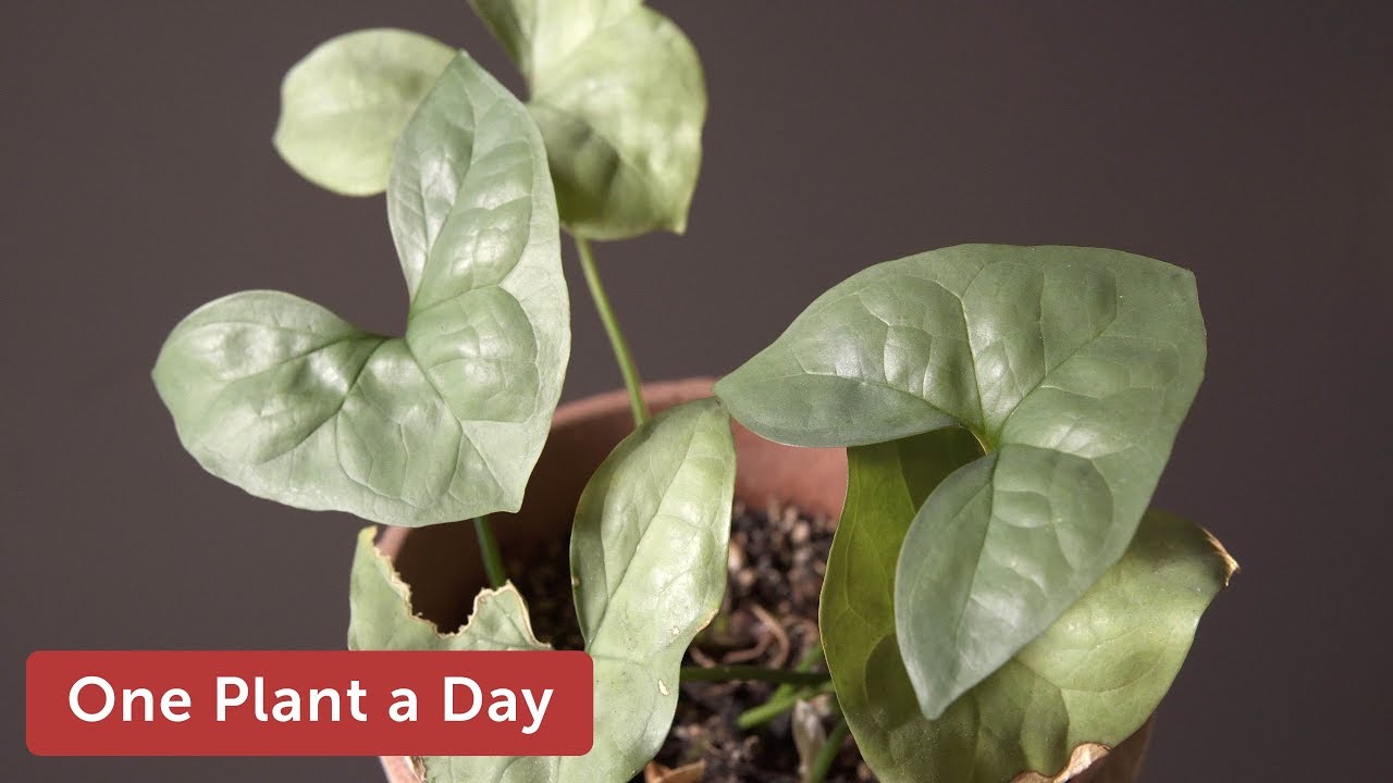 Nephthytis swainei Houseplant Care — 306 of 365