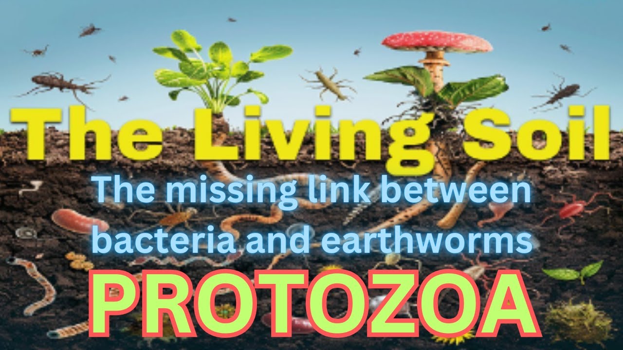 PROTOZOA: The Missing Link Between Bacteria And Earth Worms