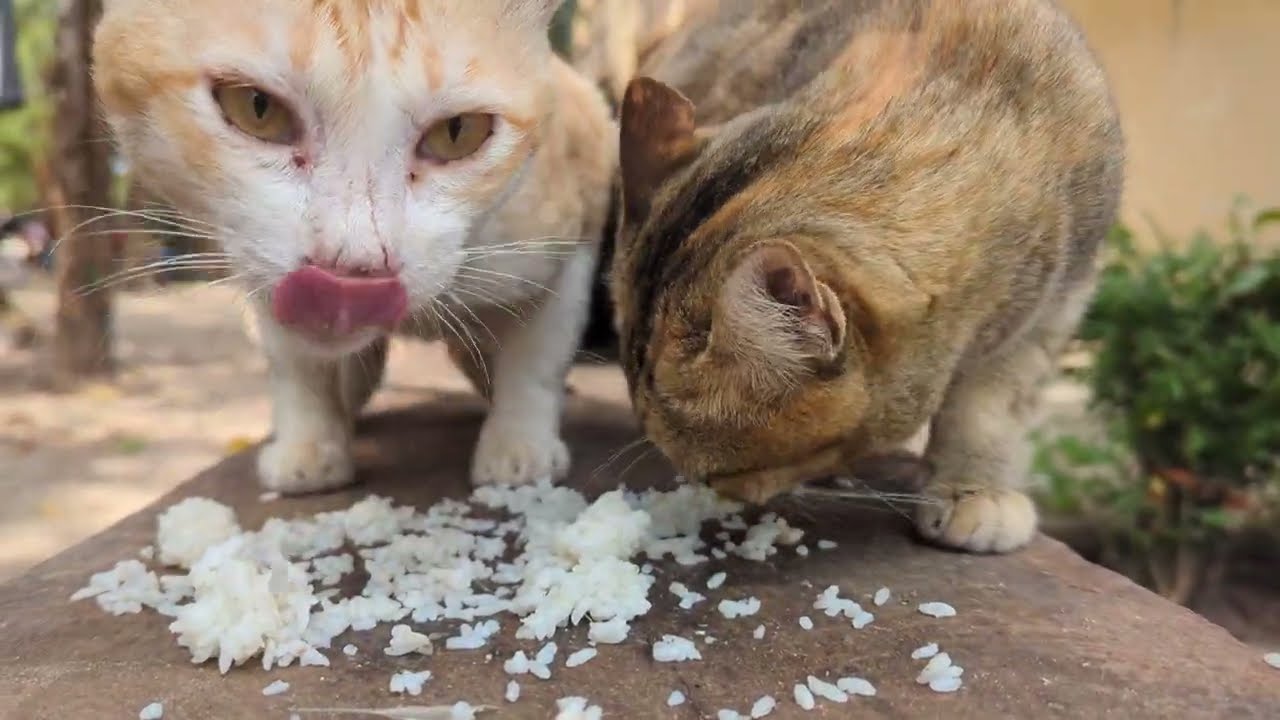 It's dinner time again, all 5 years old.