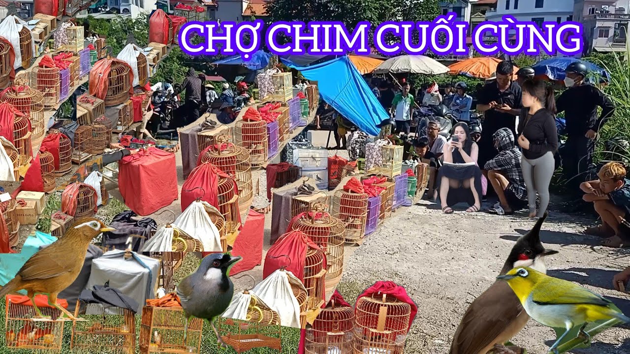 CHỢ CHIM CẢNH CUỐI CÙNG RỒI TỪ BỎ ĐAM MÊ NHÉ CÁC NGHỆ NHÂN 