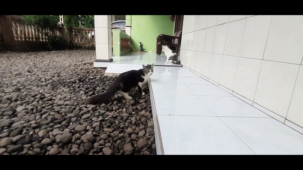 Bermain di sore hari bareng abang Zayn & si kucing🐈🐈‍⬛