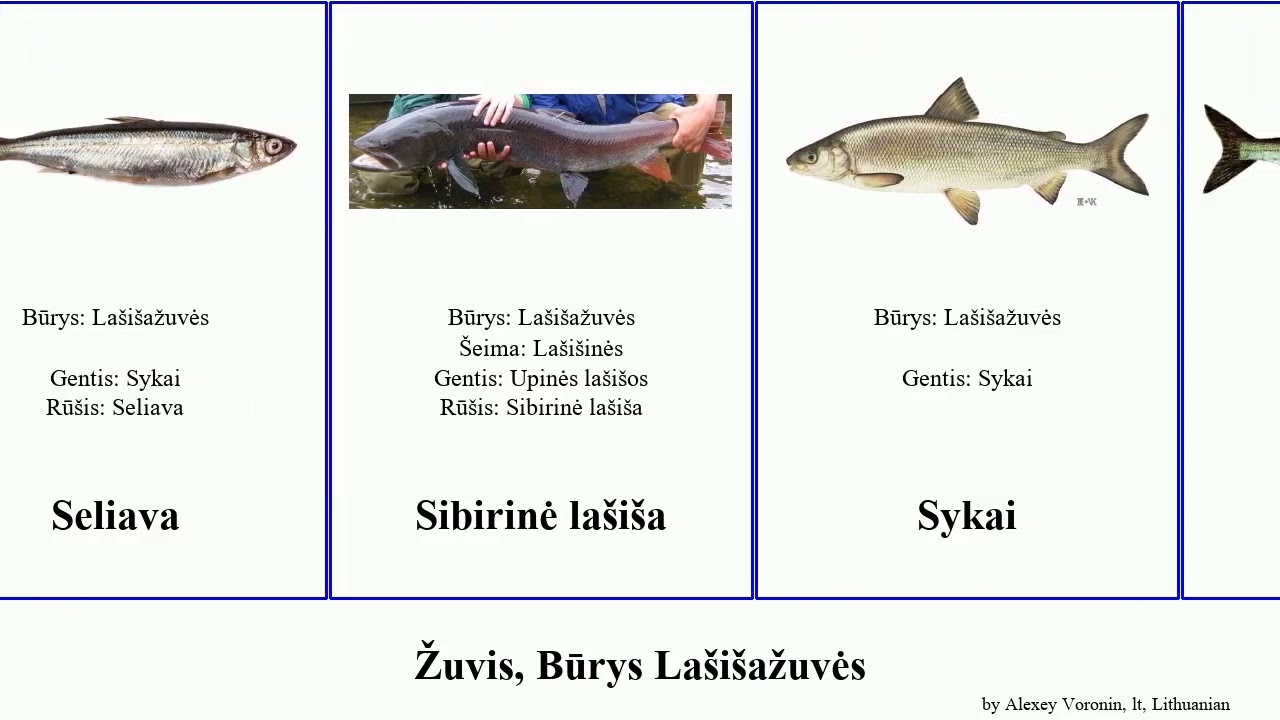 Žuvis, Būrys La&scaron;i&scaron;ažuvės fish keta arcticus malma Oncorhynchus lt. Arktinis Dunojinė &scaron;alvis Sykai