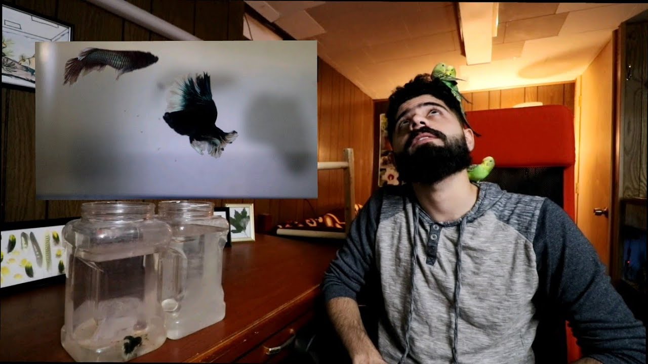 كيفية تكاثر سمك الفايتر -  Betta Fish #منير_ليث