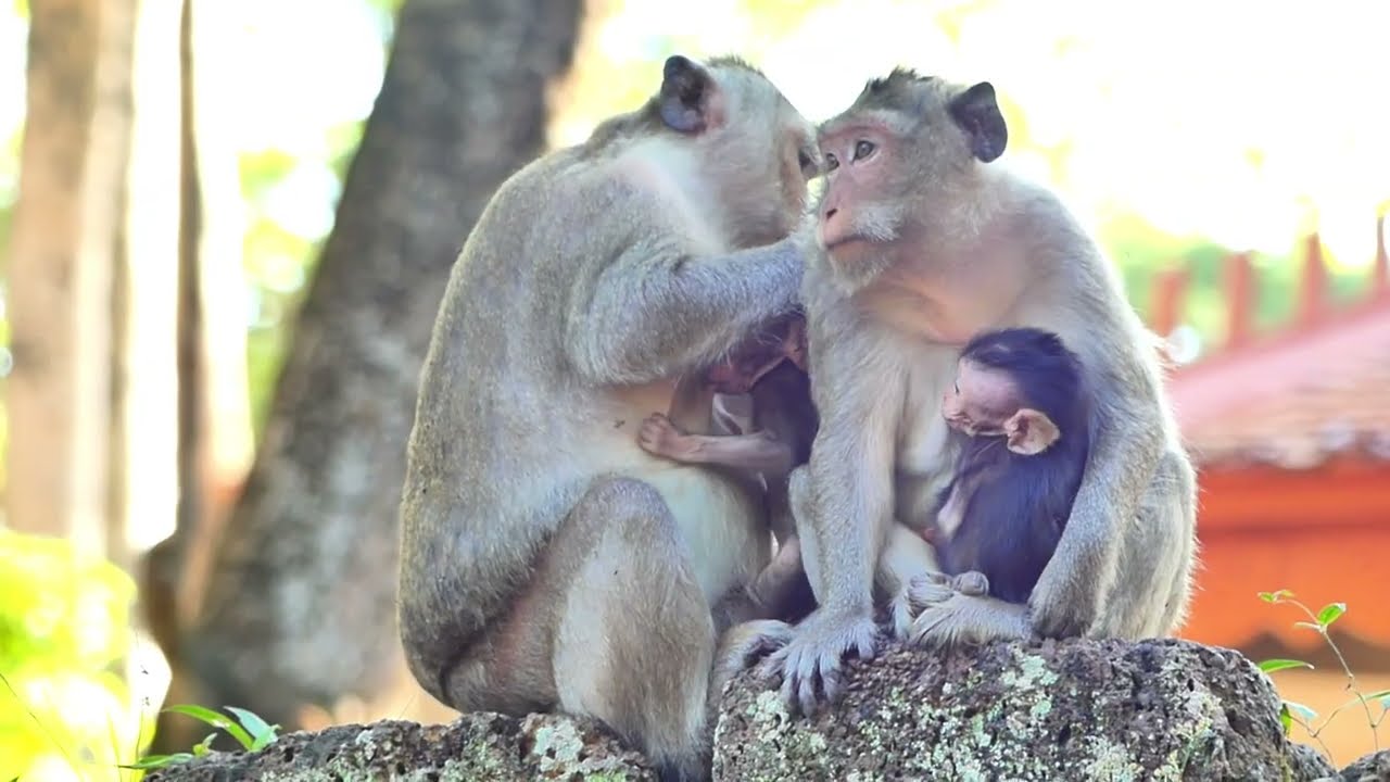 Spring try care of health to Sami monkey, They always do every time treat by nature hand pushing