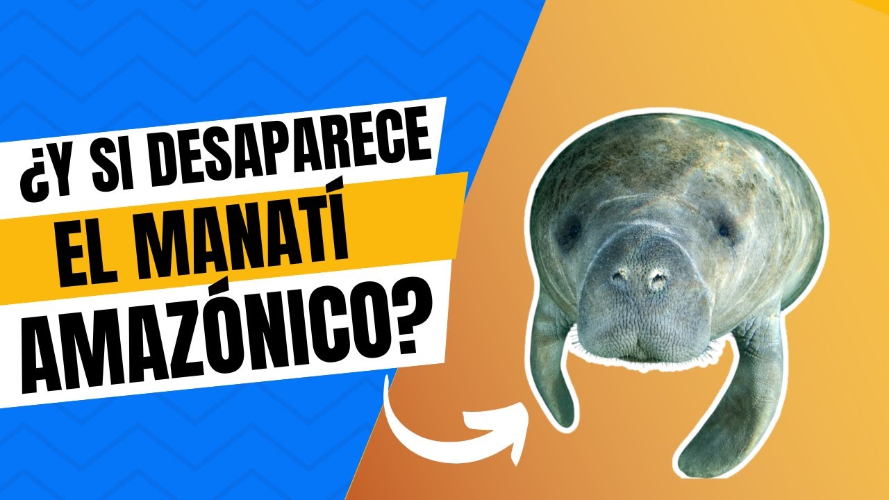¿Y si desaparece el manatí amazónico? Brasil tiene una respuesta