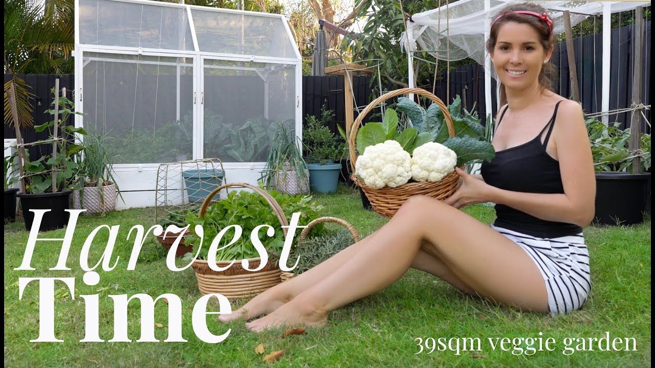 Bountiful September Harvest : Organic Gardening Tips & Surprises!