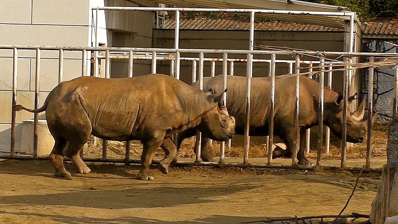 一緒に走る、クロサイ親子Black rhinoceros Parent Run