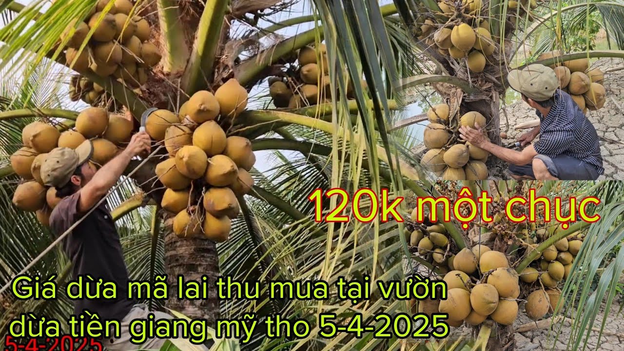 Giá dừa mã lai thu mua tại vườn dừa tiền giang mỹ tho 5-5-2025