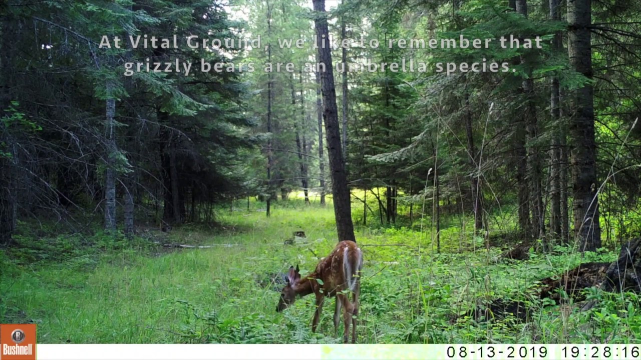 The Grizzly Bear as an Umbrella Species