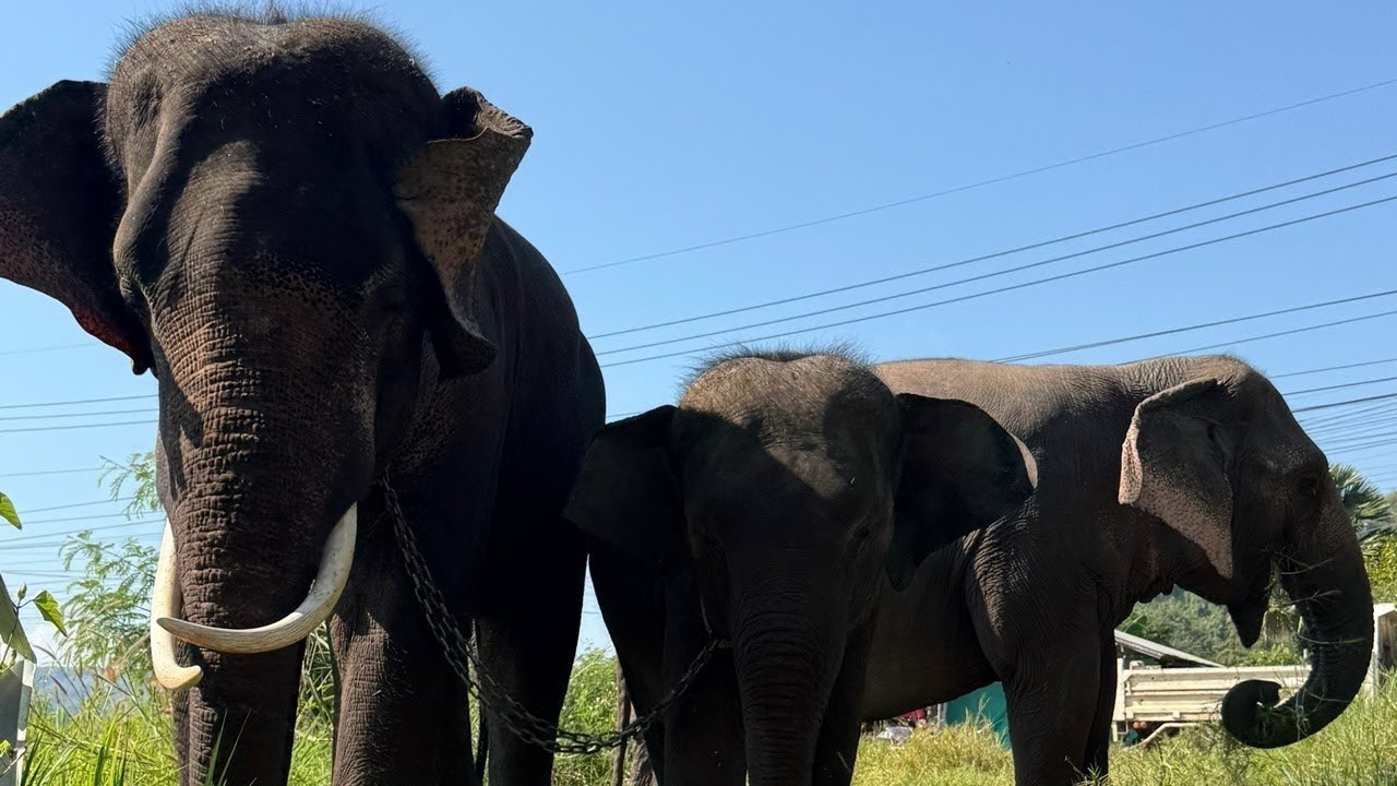ทัวร์รอบเย็น ขอให้หมานหมานค่ะ🙏🐘