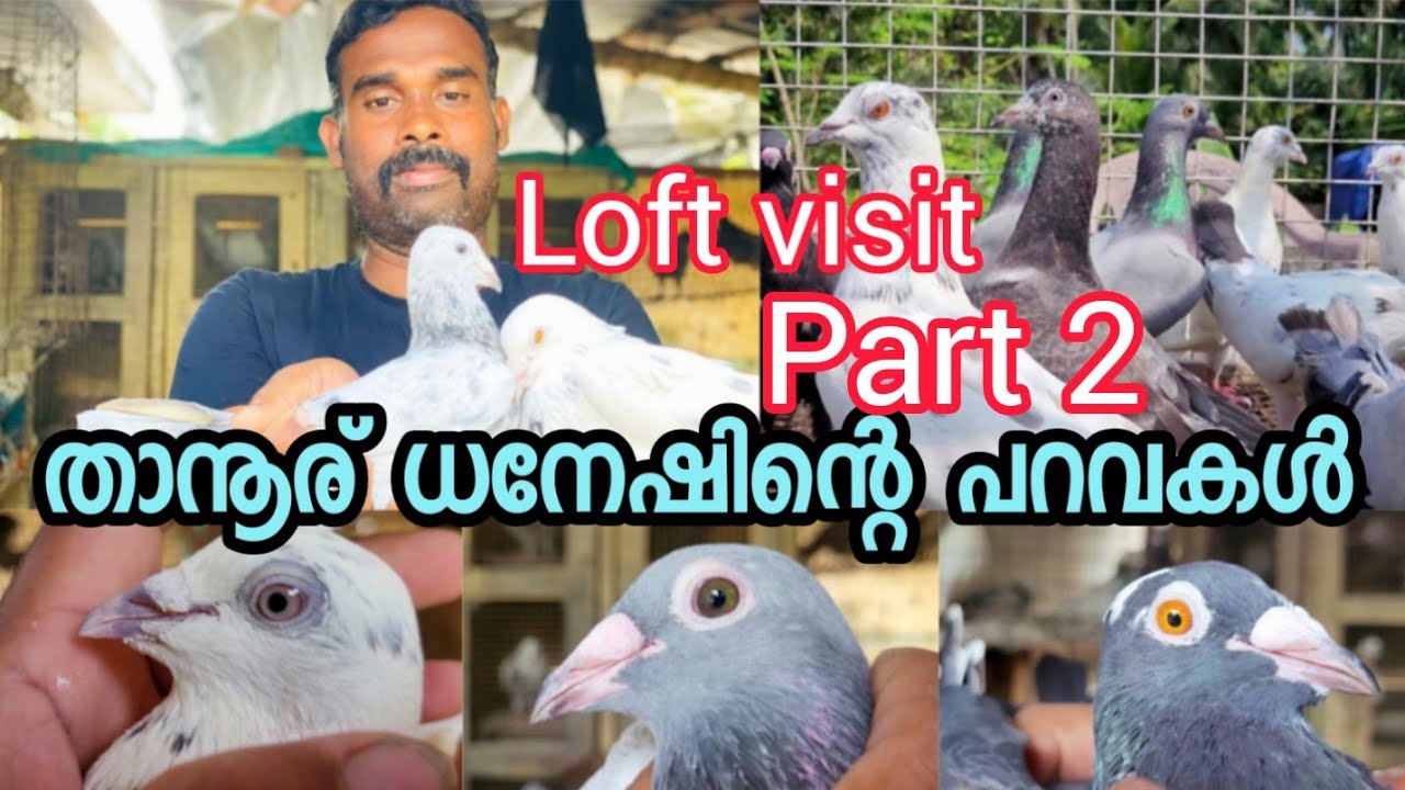 പറവ ലോഫ്റ്റ്, മലപ്പുറം താനൂർ ധനേഷിന്റെ പറവ ലോഫ്റ്റ് രണ്ടാം ഭാഗം, highflyer pigeon